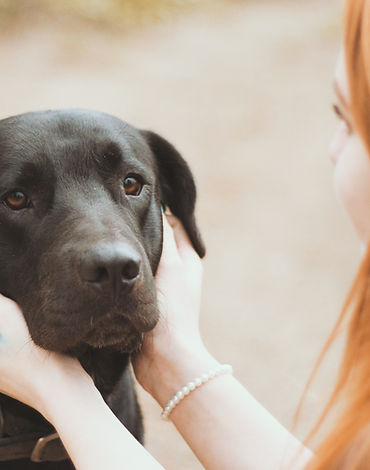 Lost Dog Arcadia Vet