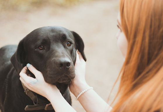 Schwarzer Hund