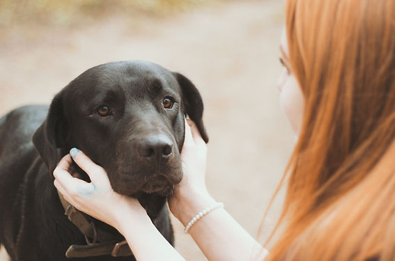 Black Dog