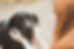 Chien noir