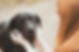 Black Dog