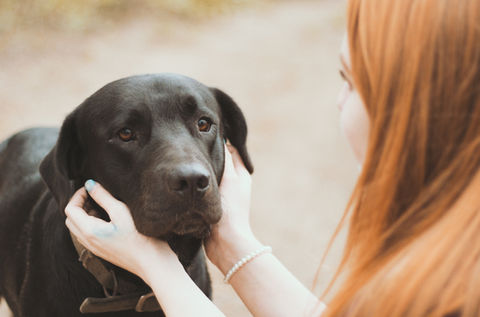 Pet-friendly Terra Townhomes in Airdrie: Rentals that warmly embrace your pets within a vibrant community setting.
