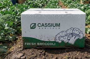 envato-labs-image-edit (38).png