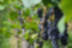 web_DSC_2518