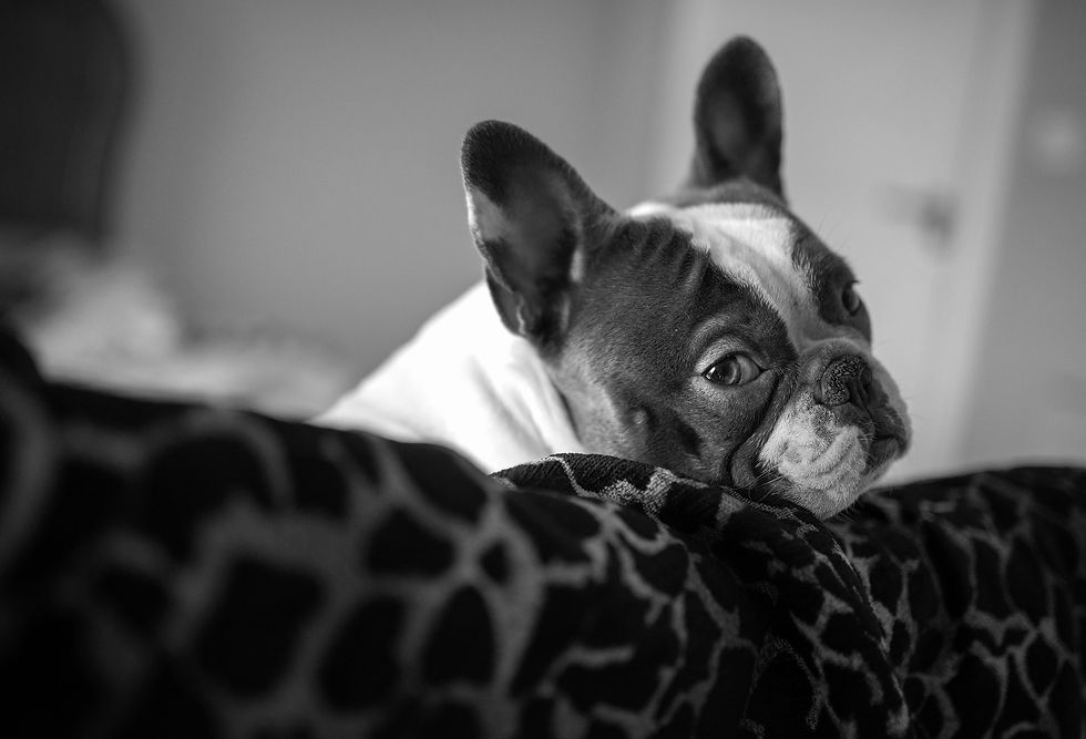 French bull dog peering from behind a bed