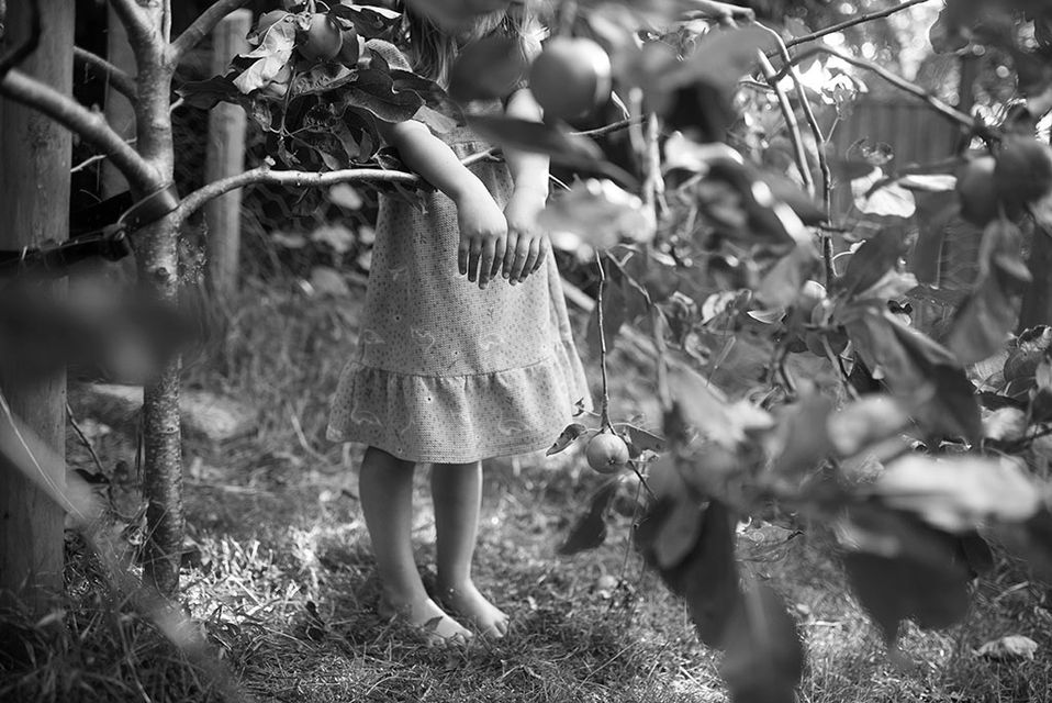 little child's hands poking out from an apple tree
