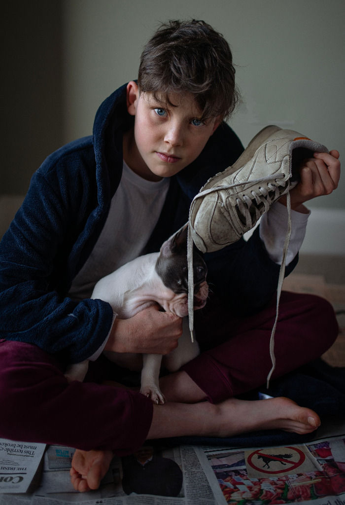 boy playing with his french puppy with an old Reebok trainer with dangling laces.. at home child photography