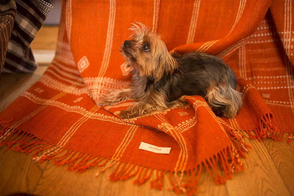dog on kaftan