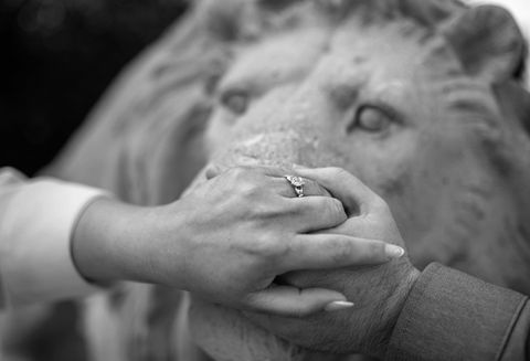 close up of hands clasping with engagement ring across the nose of a stone lion statue