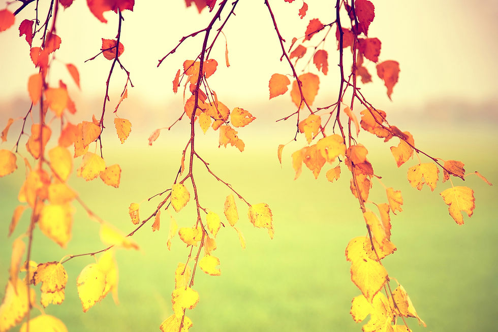 light through trees, reiki healing Dublin. Experience the light of a reiki session Dublin