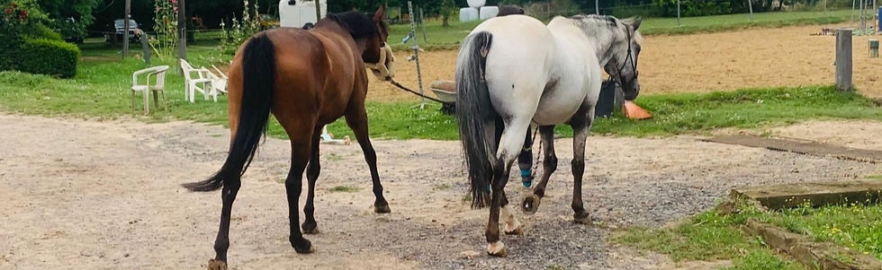 CHEVAUX DEPLACENT_edited_edited_edited.jpg