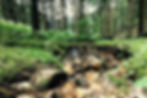 In diesen Wälder unterrichte ich Natur und Wildnispädagogik.