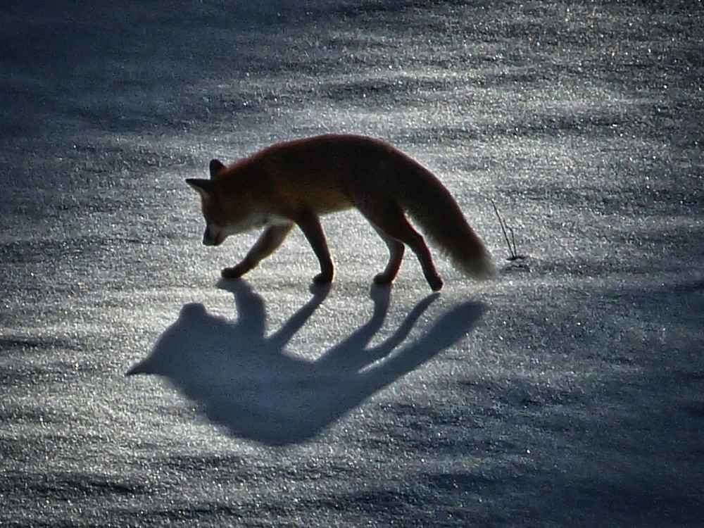 Rotfuchs. Im Schwarzwald fotografiert.
