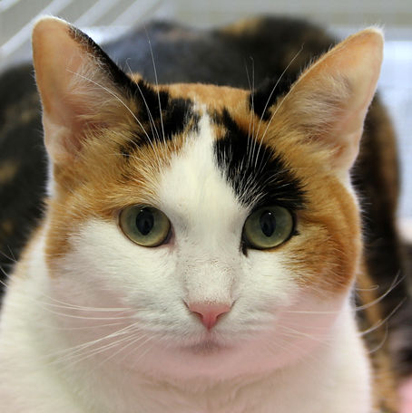 Gina_Hauskatze.JPG