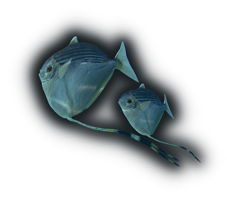 Paleoarte Bolca Fabio Manucci RoE Web Fi