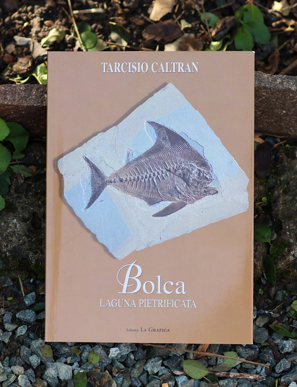 Roots if Existence Copertina Bolca Lagun