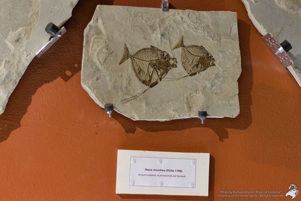 Mene rhombea - Foto presso il Museo privato della famiglia Cerato a Bolca - Fig. 1.11