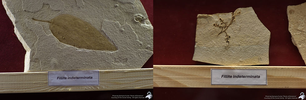 Due esemplari di filliti indeterminate presso il Museo privato della famiglia Cerato a Bolca - Fig. 1.21