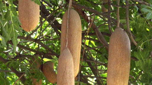 L'albero delle salsicce - Kigelia africana