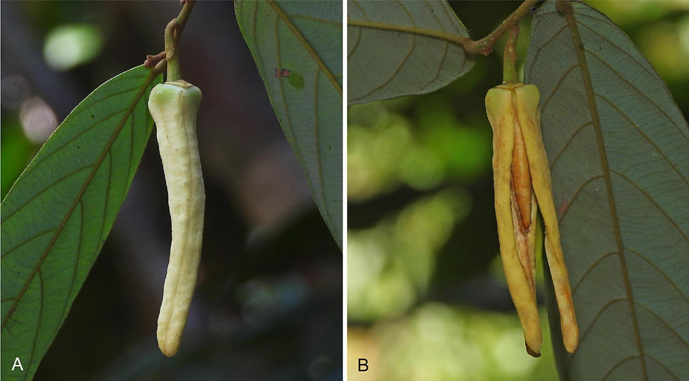 Fig. 1.5 - Aongyong & Baka 57 (CMUB).