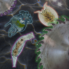 Microrganismi dalle ciglia rotanti - Il vasto mondo dei Rotiferi