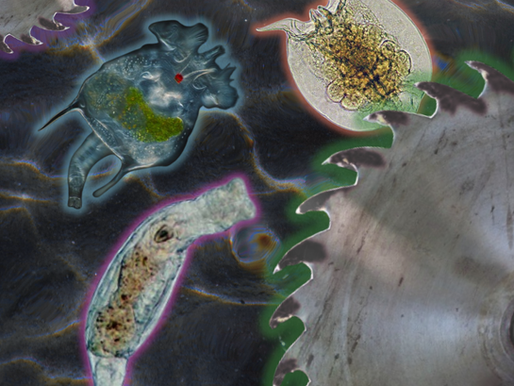 Microrganismi dalle ciglia rotanti - Il vasto mondo dei Rotiferi