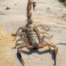 Lo scorpione di Besano - Protobuthus ziliolii