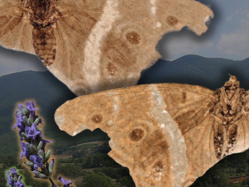 Le imperatrici del primordio - Apaturoides monikae