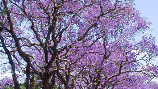 Viola come un fiore - Jacaranda mimosifolia