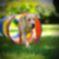 cyno4-agility (2000 × 2000 px).jpg