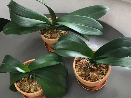 胡蝶蘭の植え替え