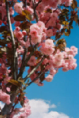 1_Spring2019_LuciaGaspari.jpeg