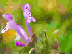 An unusual purple flower which almost looks like a cartoon character