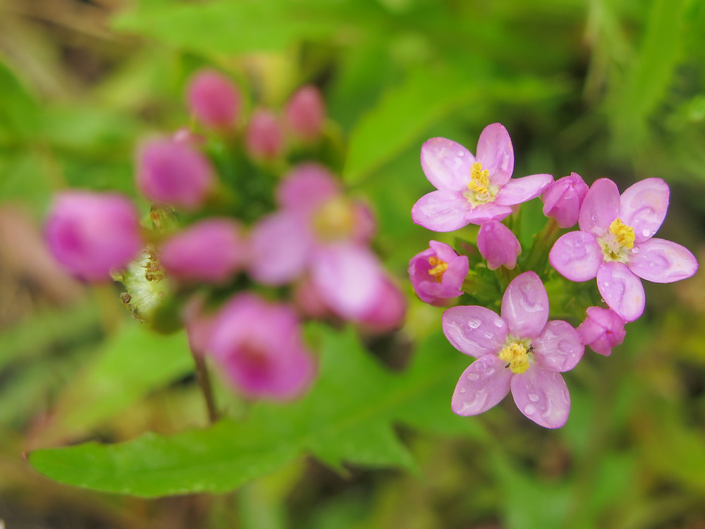 Pink flowers with five petals and a yellow centre with greenery in the background