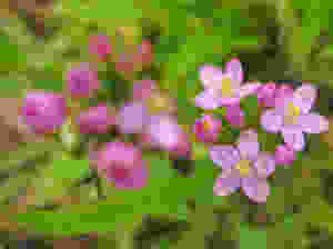 Pink flowers with five petals and a yellow centre with greenery in the background