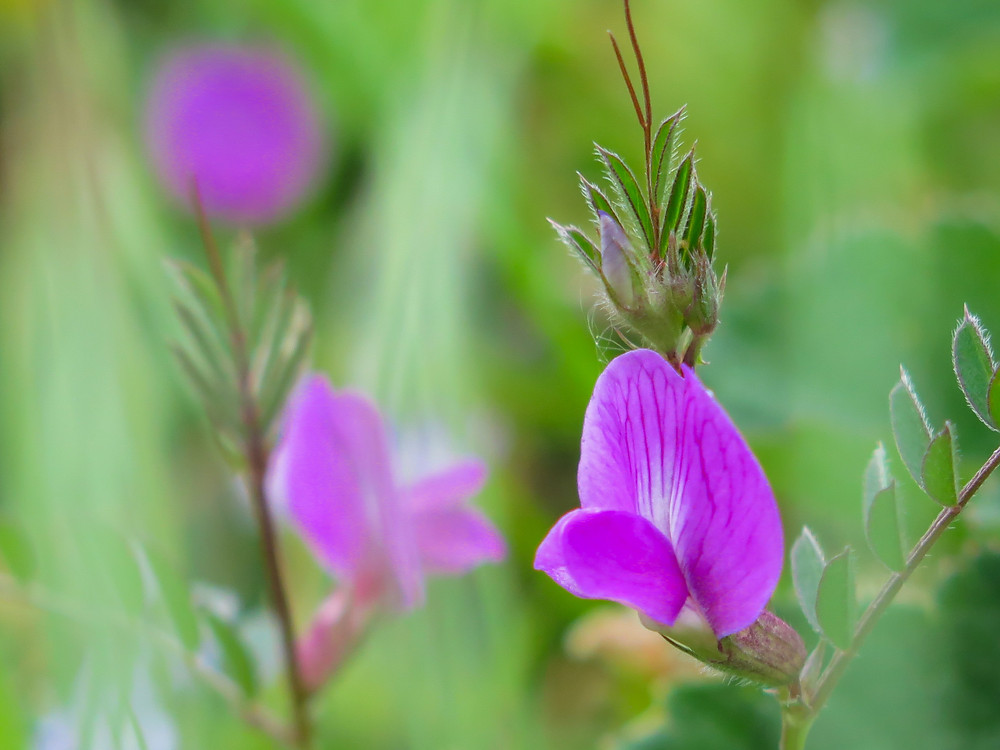 Purple pea-family flowers against a green background