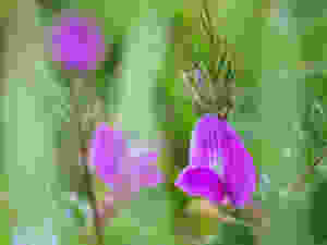 Purple pea-family flowers against a green background