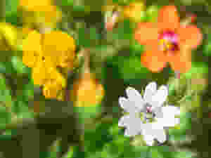 Three flowers growing together - a yellow pea-family flower, a white open geranium flower and a typical orange flower in the background