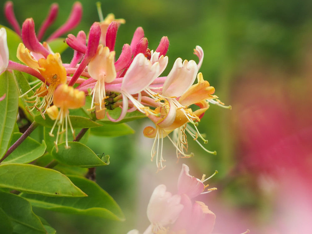 Pink and yellow honeysuckle flowers with long stigma and stamens protruding