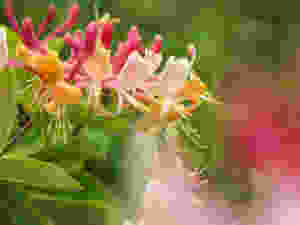Pink and yellow honeysuckle flowers with long stigma and stamens protruding
