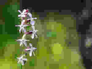 A stem of white flowers with a hint of pink in the petals