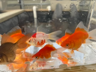 Side View of Actual fish