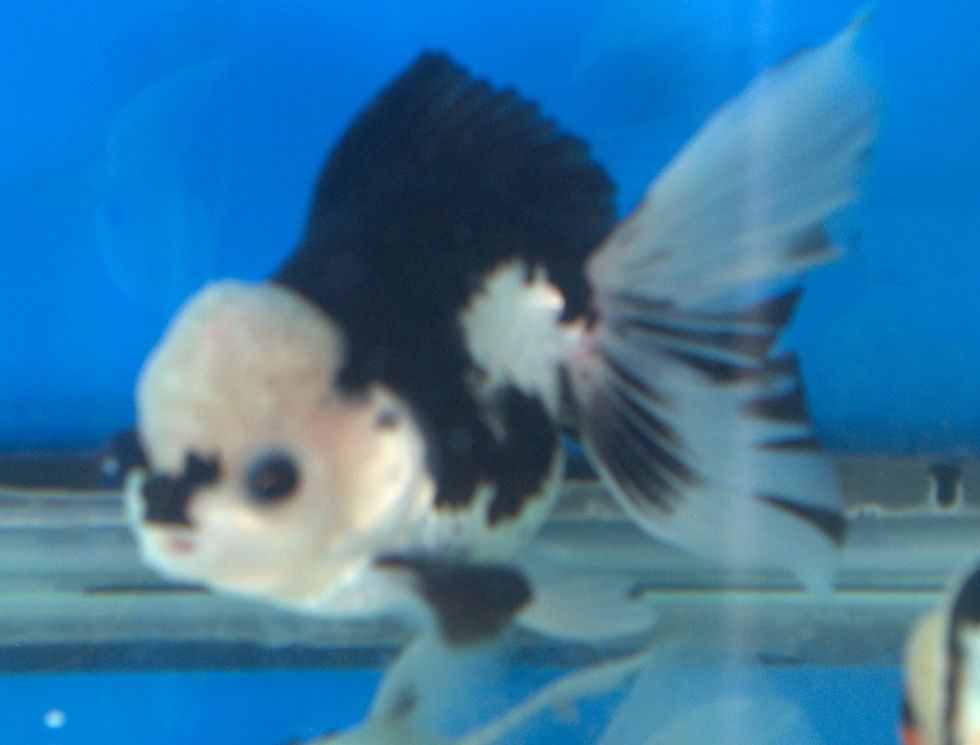 Greater Louisville Koi and Goldfish Highlights