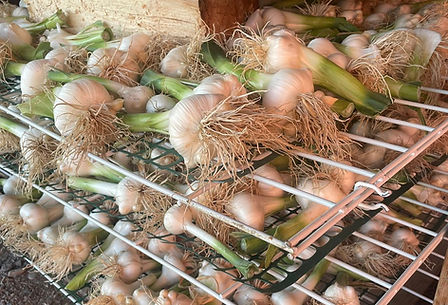 Elephant Garlic Farm Harvest