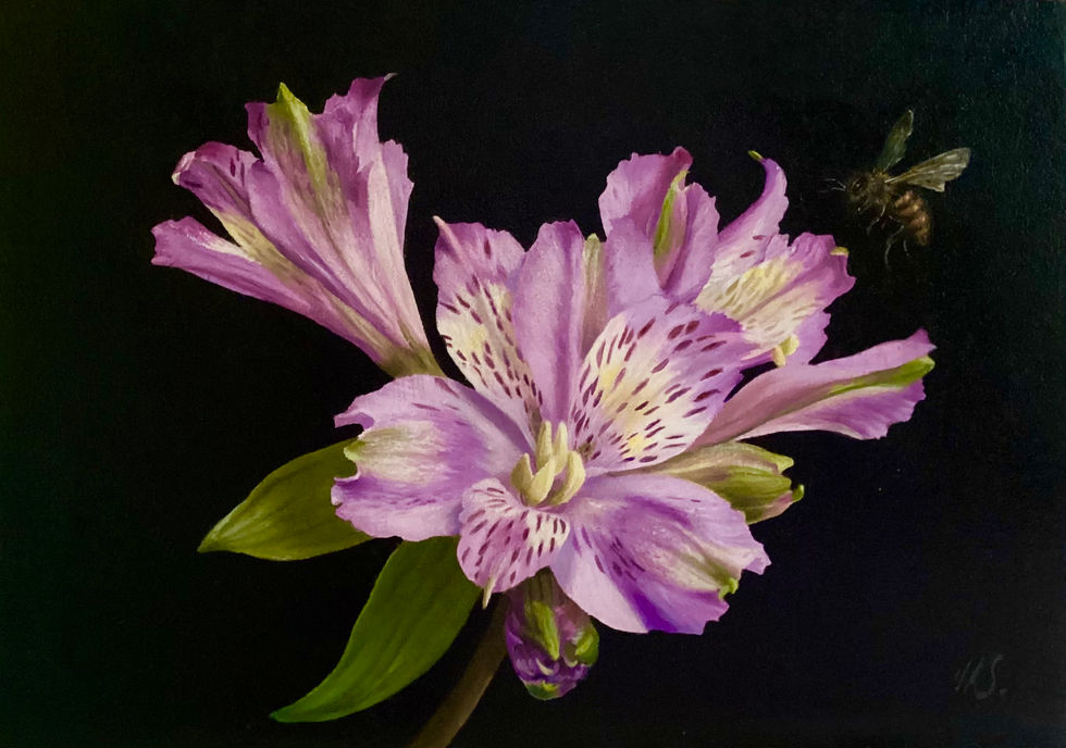 Alstromeria (Inca Ocean)