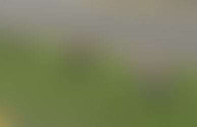 Ashburton win for Reliable mare