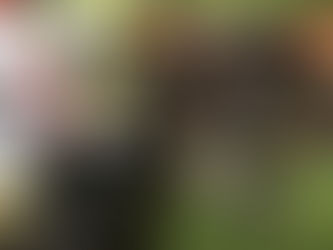 Hee's A Wellington winner