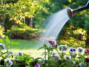 Regar Plantas: Aprenda como, quando e quantas vezes são necessárias