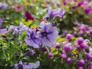 Flores que Encantam: Conheça as Plantas Anuais para o Seu Jardim