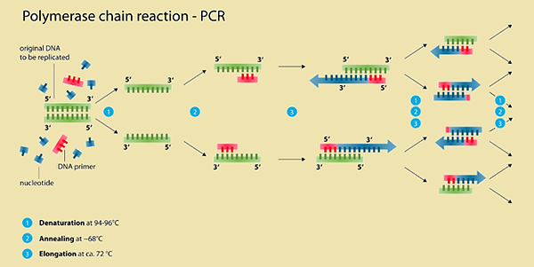 polymerase.png